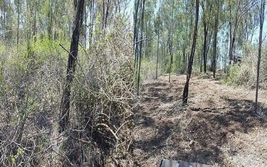 Lantana Clearing